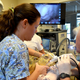 A turtle undergoes a endoscopic procedure. Photo Credit: Loggerhead Marinelife Center